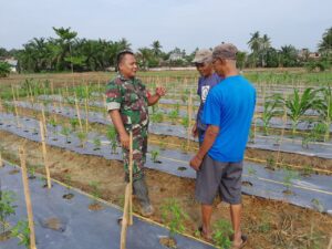 Babinsa Kodim 0203/LKT Komsos Dengan Petani