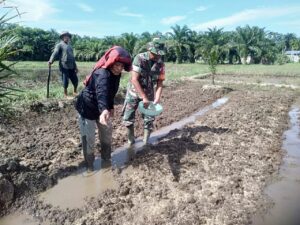 Babinsa Bantu Perawatan Persemaian Benih Padi Warganya Hasilkan Bibit Unggul Siap Tanam
